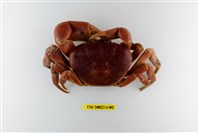 藏品(紫地蟹)的圖片